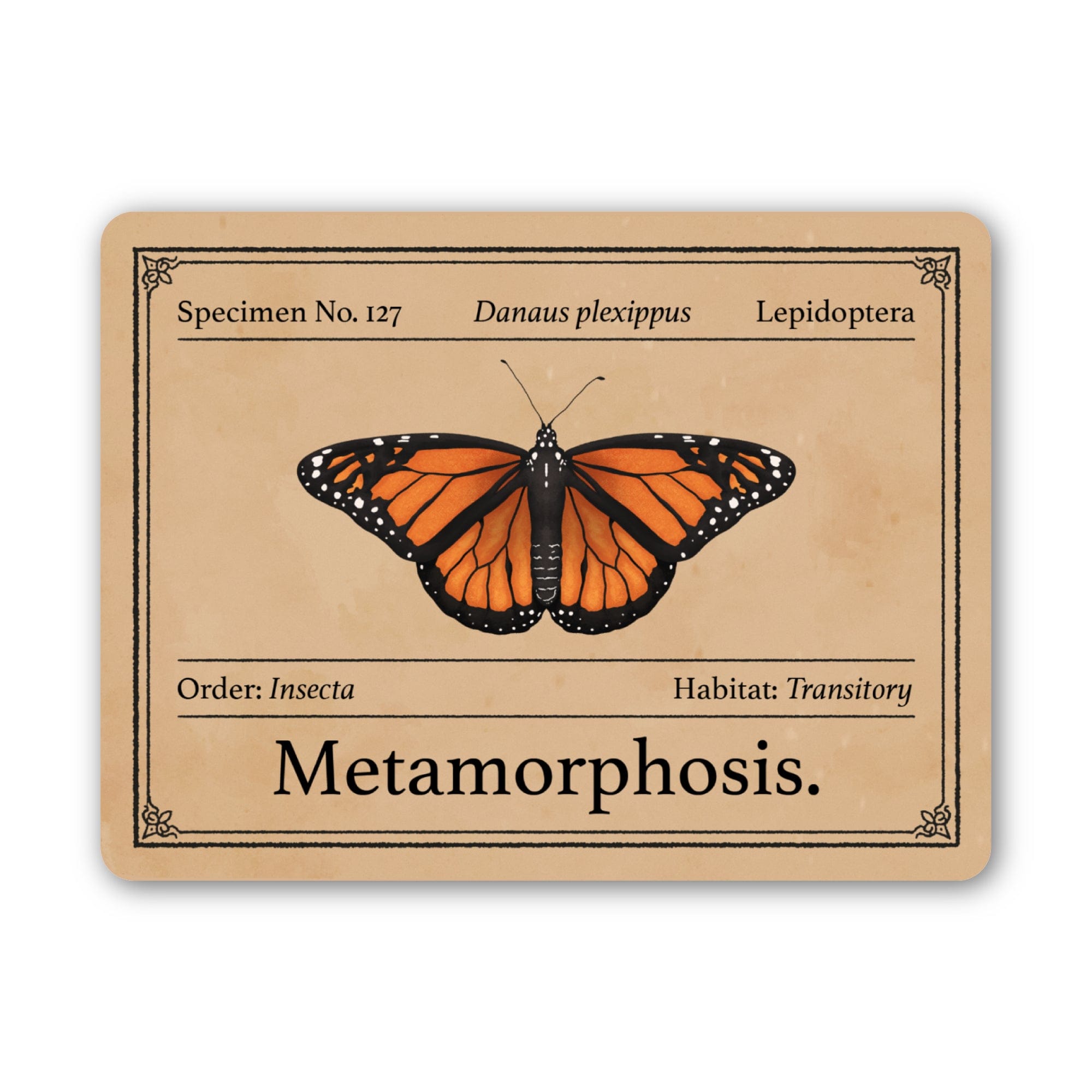 Metamorphism Sticker Butterfly Specimen Metamorphosis Museum Sticker – Big Moods